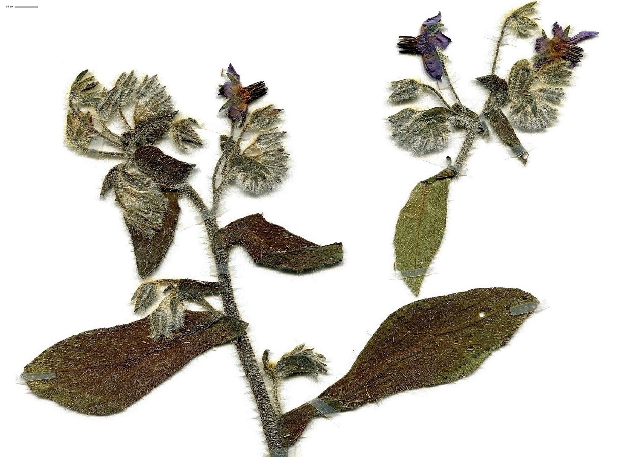 Borago officinalis (Boraginaceae)